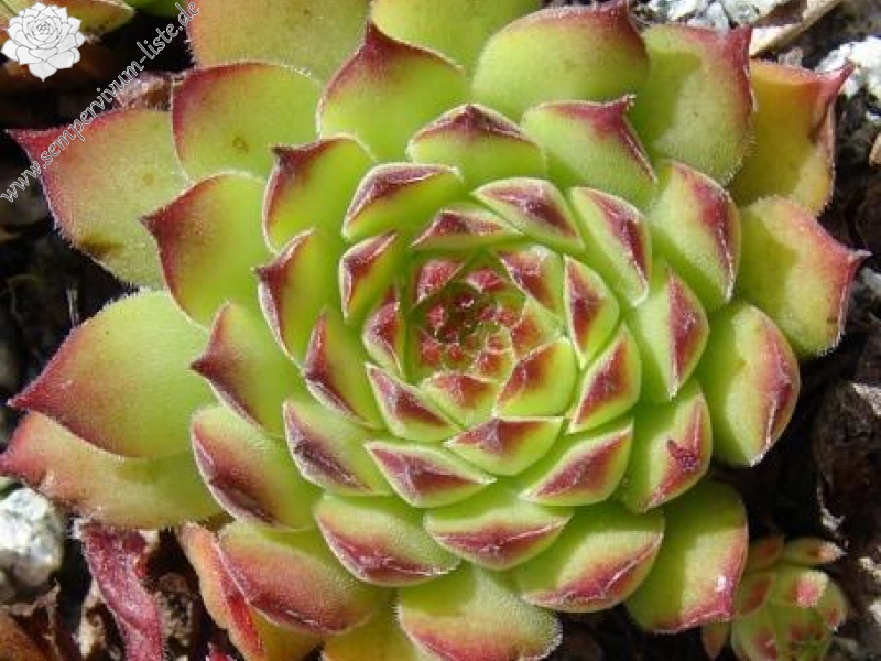 gillianii cf. from Ilgaz Dagi, Millî Parkı (PH936)