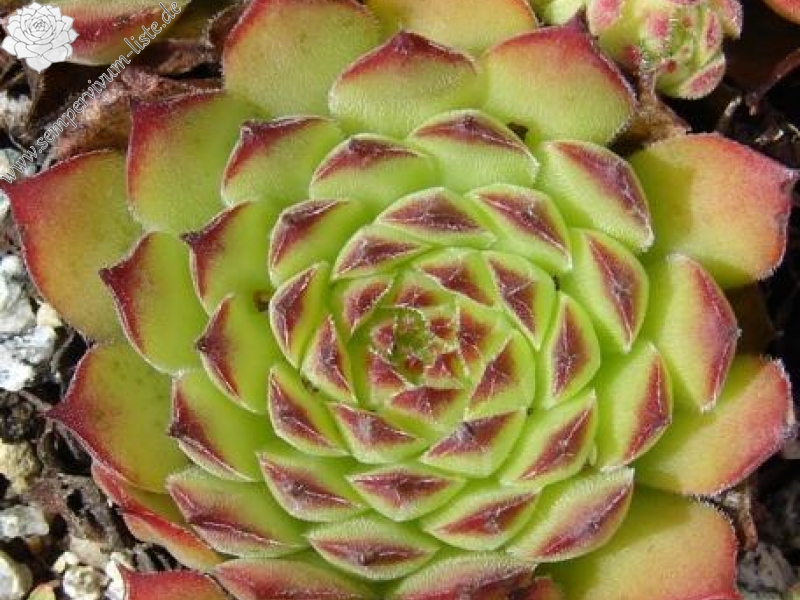 gillianii cf. from Ilgaz Dagi, Millî Parkı (PH936)