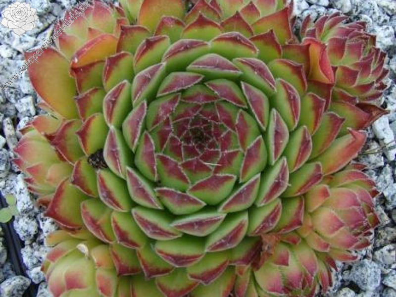 gillianii cf. from Işık Dağı (Typ PH8037)