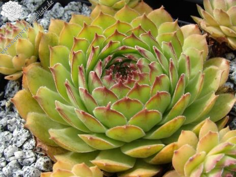 gillianii cf. from Işık Dağı (Typ PH8054)