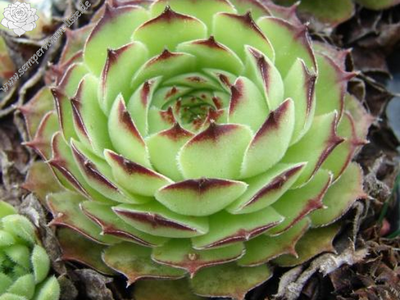 gillianii cf. from Işık Dağı (Typ PH8054)