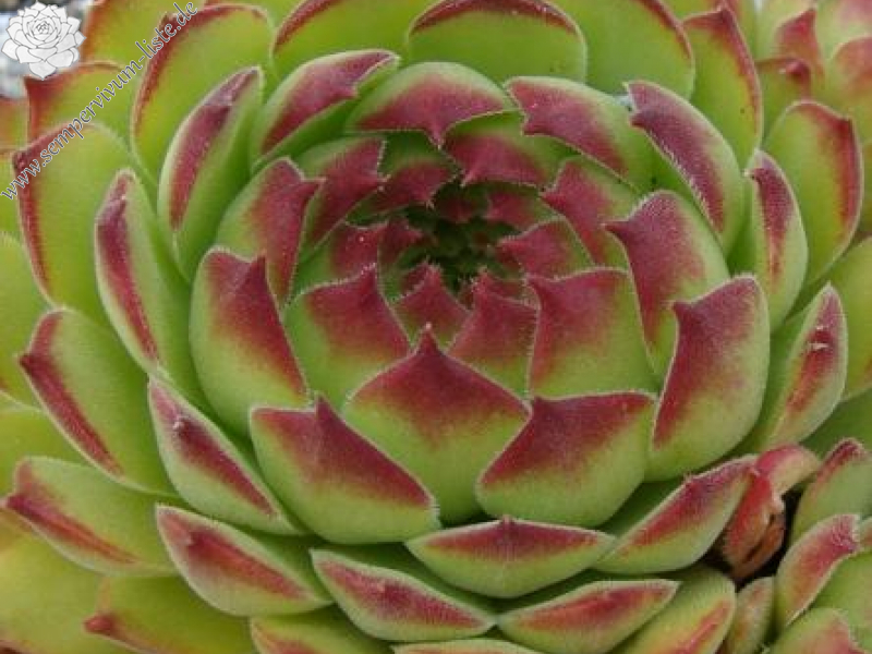 gillianii cf. from Işık Dağı (Typ PH8059)