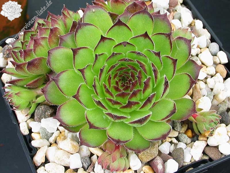 gillianii cf. from Ilgaz Dagi (Typ PH8058)