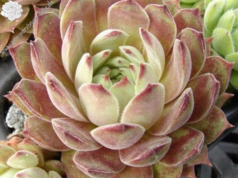 gillianii from Soğuksu Millî Parkı (Typ PH1299)