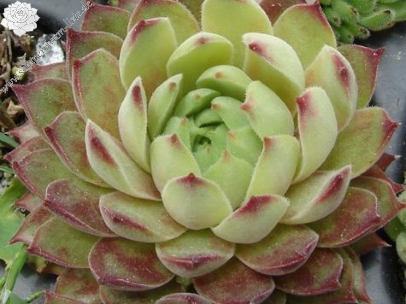 gillianii from Soğuksu Millî Parkı (Typ PH1299)