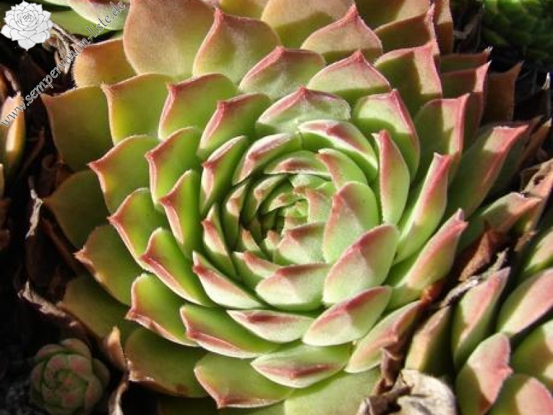 gillianii from Soğuksu Millî Parkı (Typ PH1299)