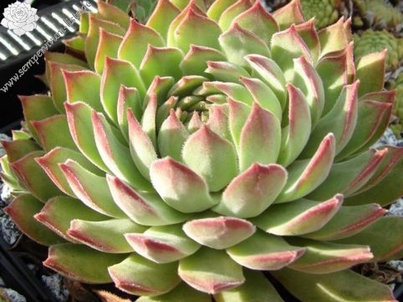 gillianii from Soğuksu Millî Parkı (Typ PH1299)