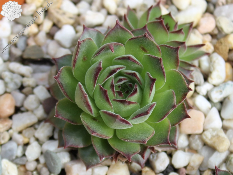 gillianii from Soğuksu Millî Parkı (Typ PH8026)