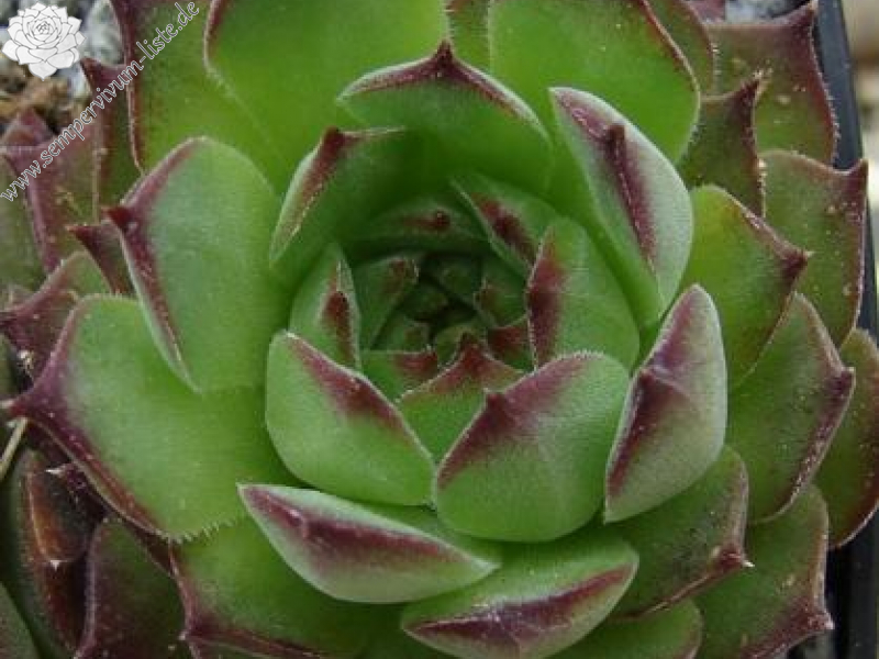 gillianii from Soğuksu Millî Parkı (Typ PH8026)