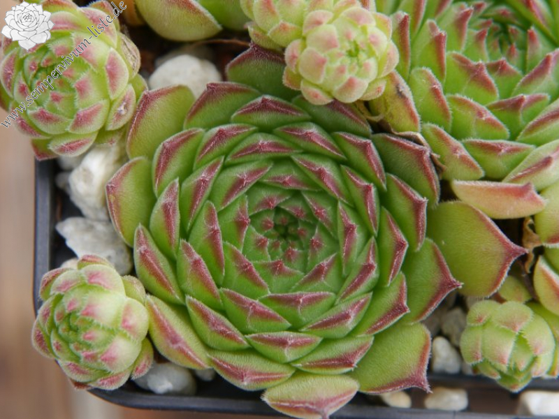 gillianii from Soğuksu Millî Parkı (Typ PH8026)