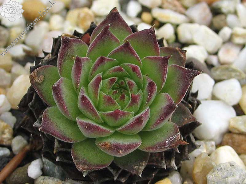 gillianii from Soğuksu Millî Parkı (Typ PH8026)