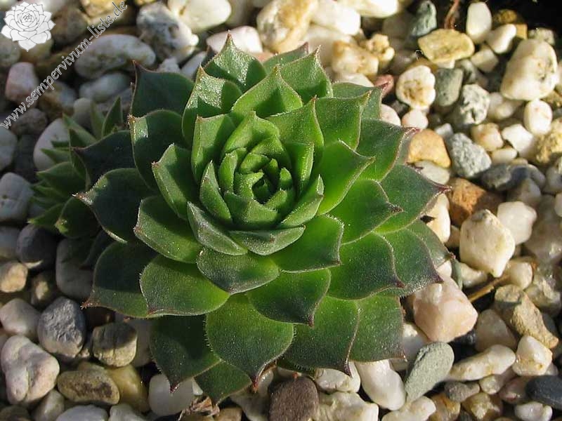 gillianii from Soğuksu Millî Parkı (Typ PH8026)