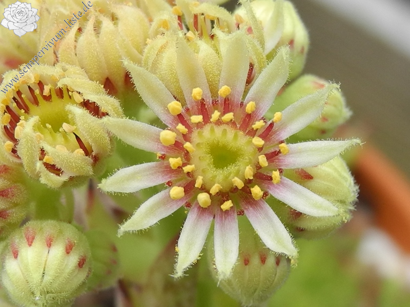 gillianii from Soğuksu Millî Parkı (Typ PH8026)