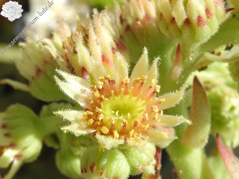 gillianii from Soğuksu Millî Parkı (Typ PH8063)
