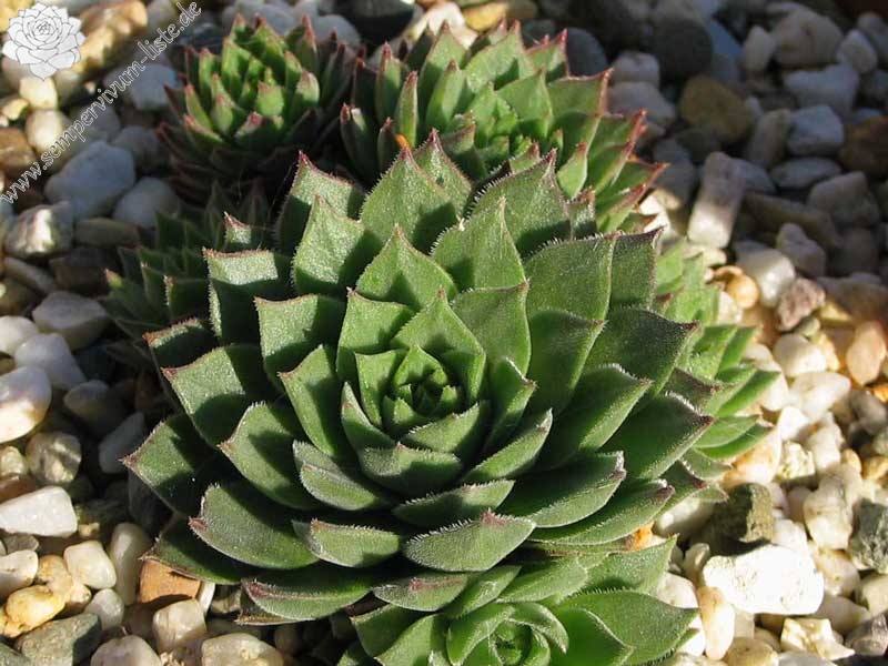 gillianii from Soğuksu Millî Parkı (Typ PH8063)