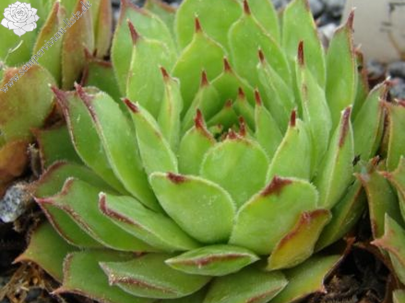 gillianii from Valley above Çırdak