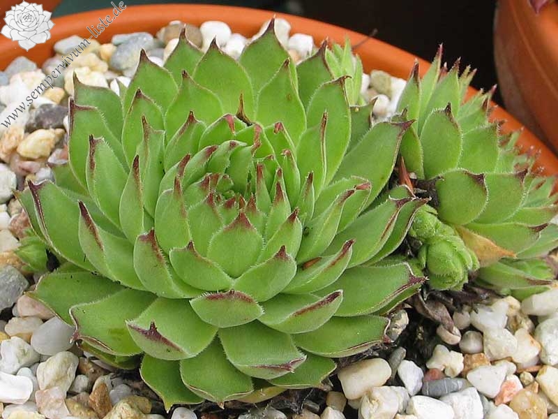 gillianii from Valley above Çırdak