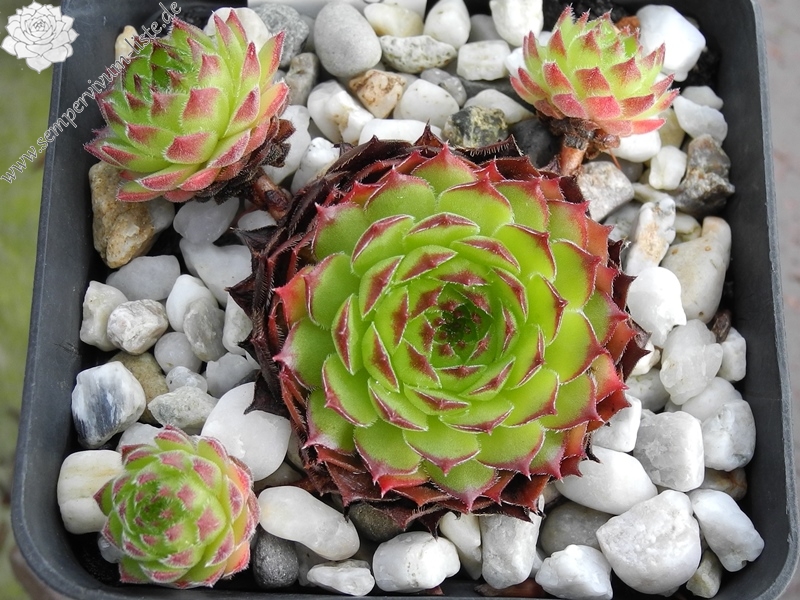 gillianii cf. from Ilgaz Dagi (Typ PH8058)