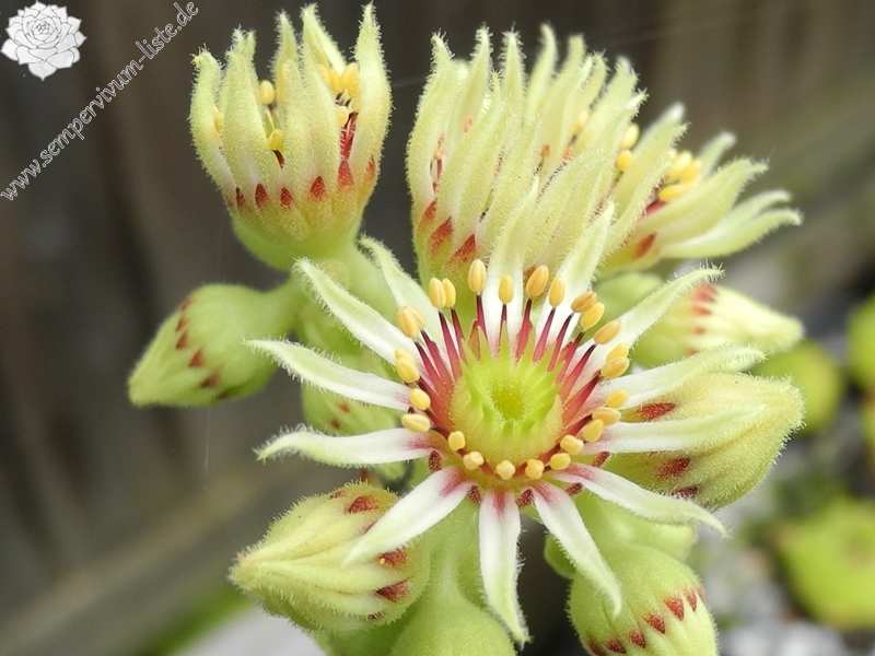 gillianii cf. from Ilgaz Dagi (Typ PH8058)