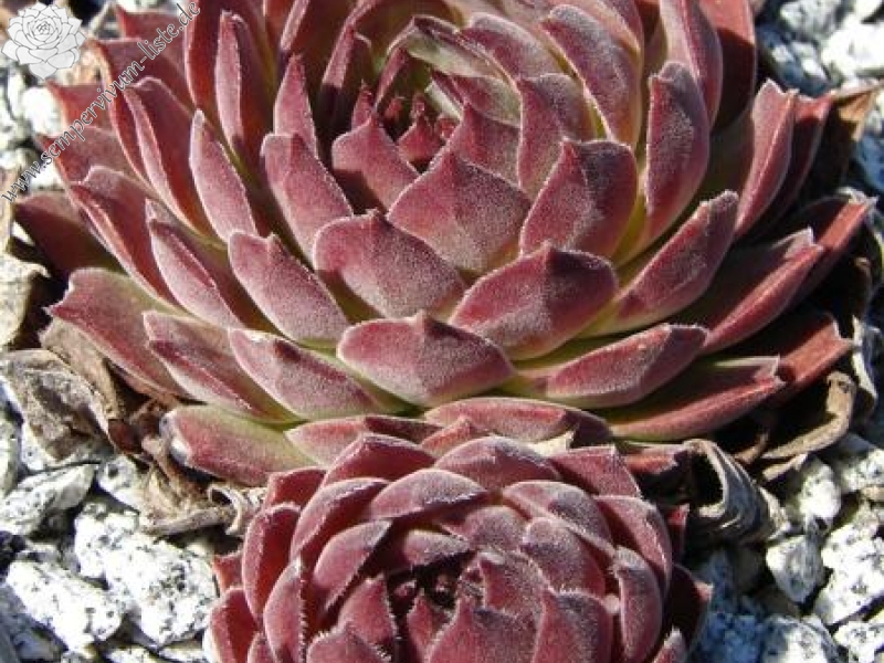 gillianii from Soğuksu Millî Parkı (Typ PH1299)