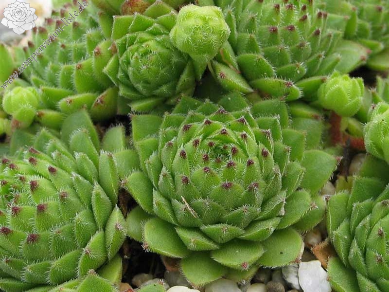 giuseppii from Pena Espigüete