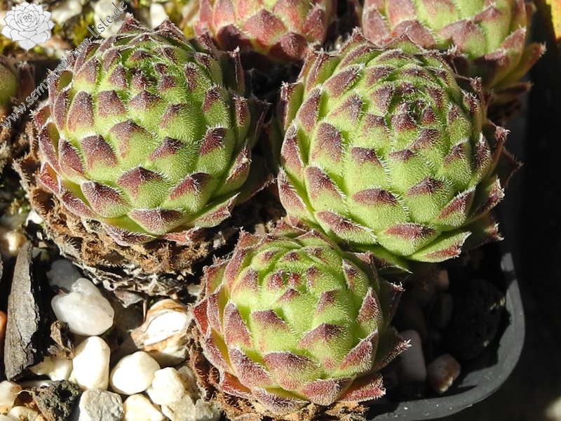 giuseppii from Pena Espigüete