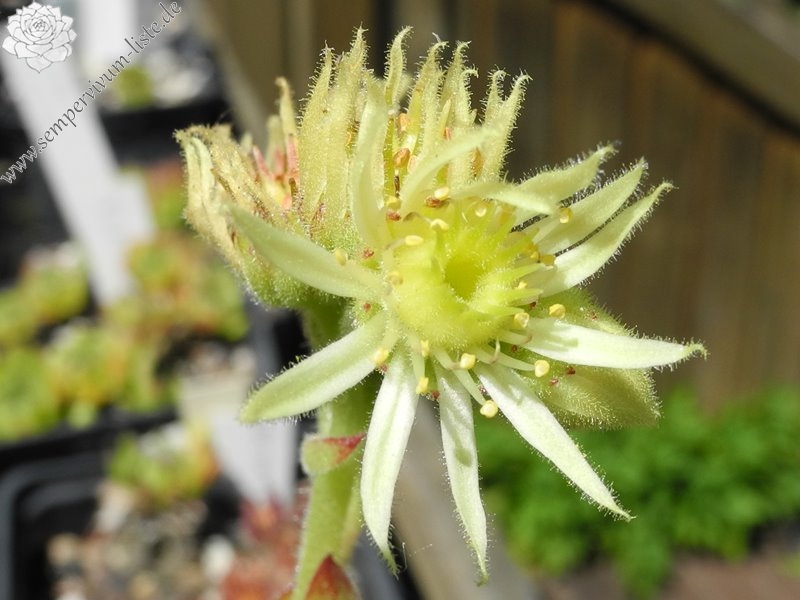 glabrifolium cf. from road Artvin to Verzirkoey