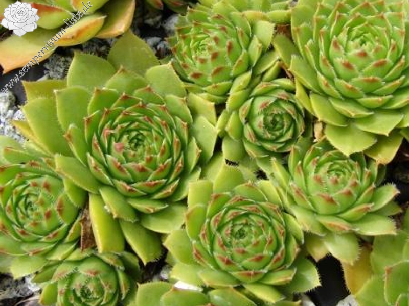 glabrifolium cf. from road Artvin to Verzirkoey