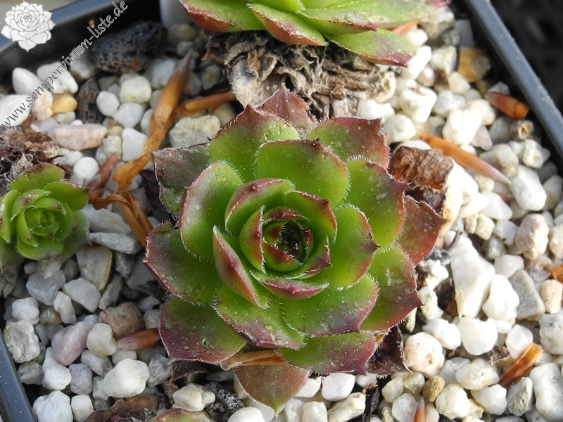 glabrifolium aff. from Macka (Typ PH1113)