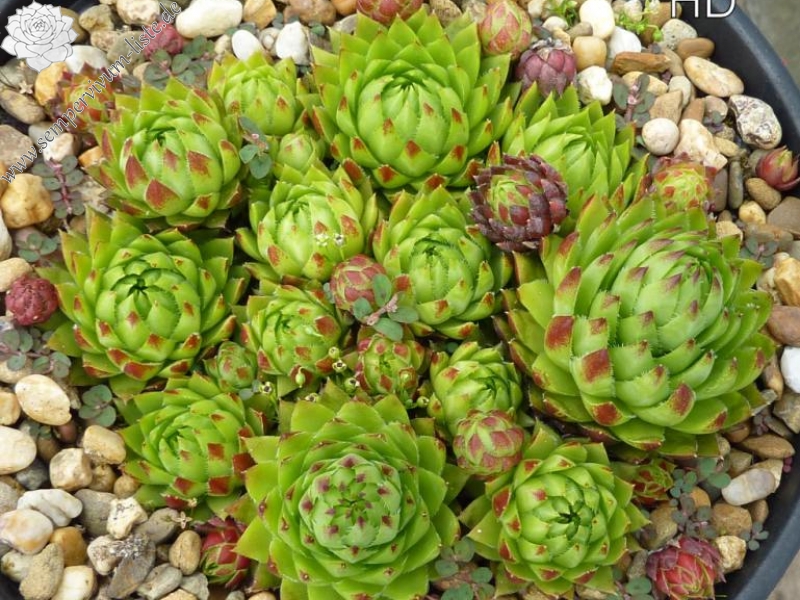 globiferum ssp. hirtum from Glacká cesta, 870m