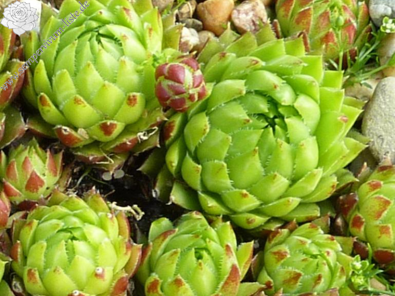 globiferum ssp. hirtum from Glacká cesta, 852m