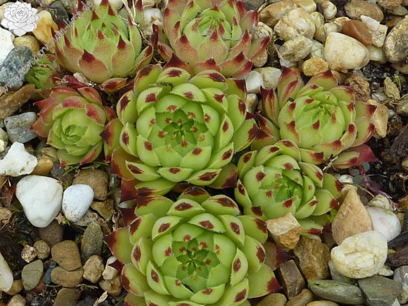 calcareum from Col de Gleize (Typ 4)