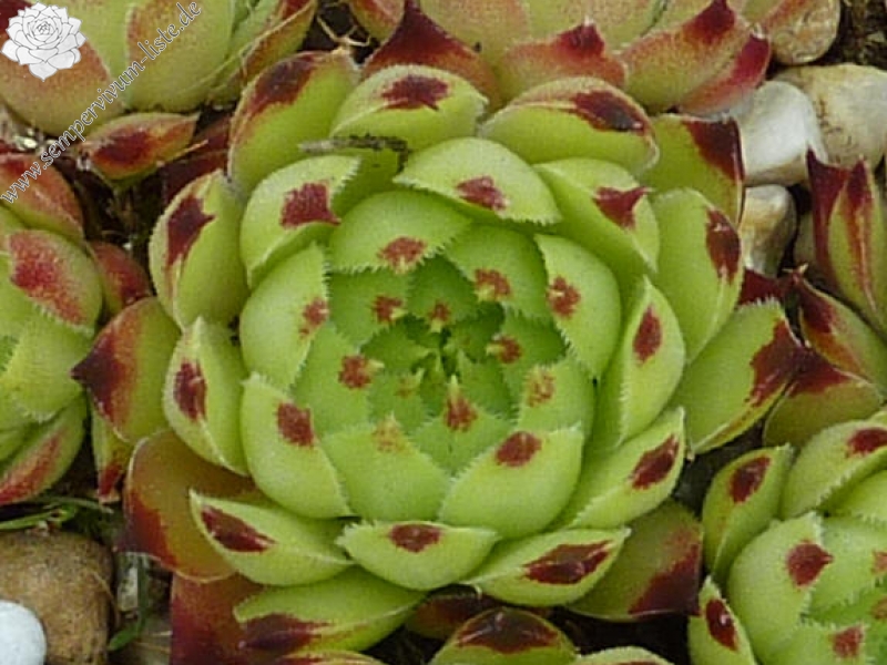 calcareum from Col de Gleize (Typ 4)