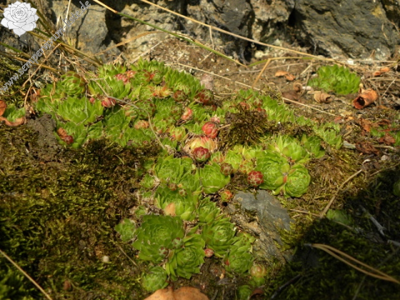 globiferum ssp. globiferum from Dolní Bělá