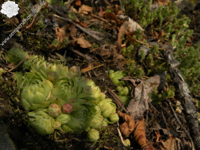 globiferum ssp. globiferum from Podhorní vrch