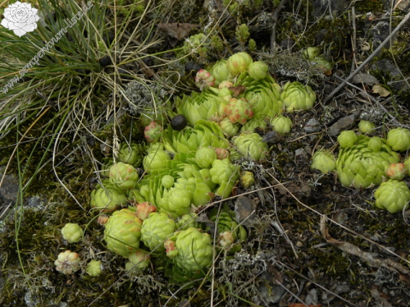 globiferum ssp. globiferum from Preitenštejn