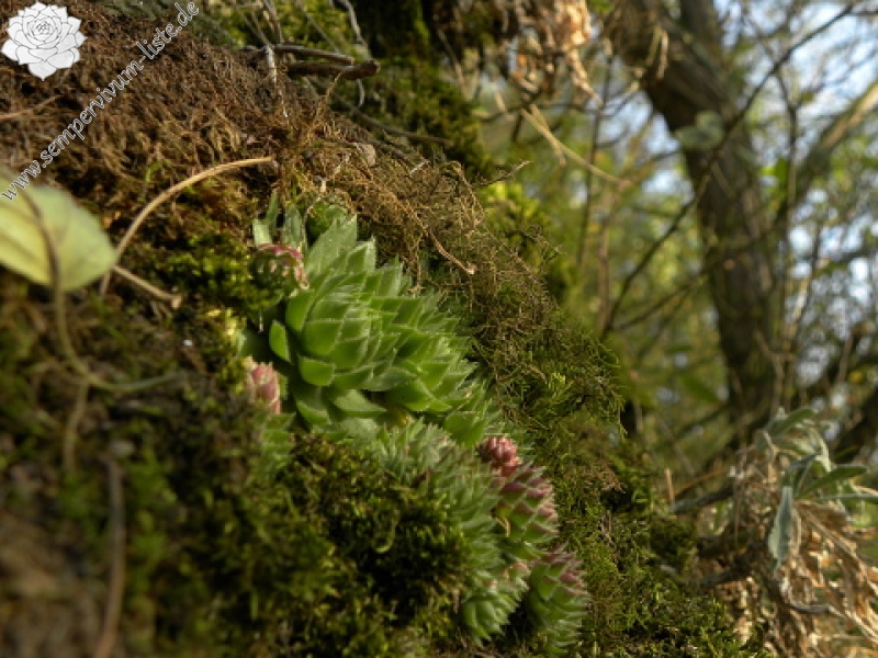 globiferum ssp. globiferum from Horní Liblín