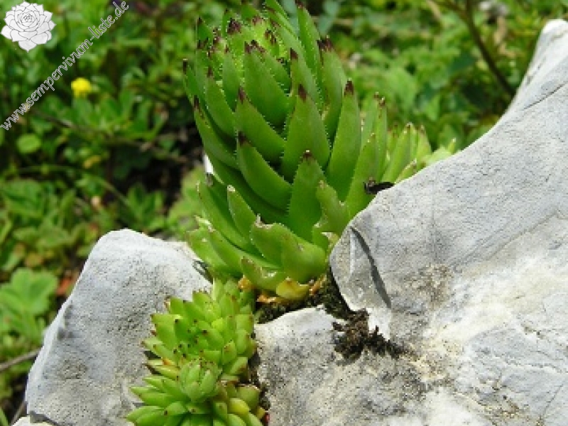globiferum ssp. hirtum (preissianum) from Vyšné Šiprúňské sedlo