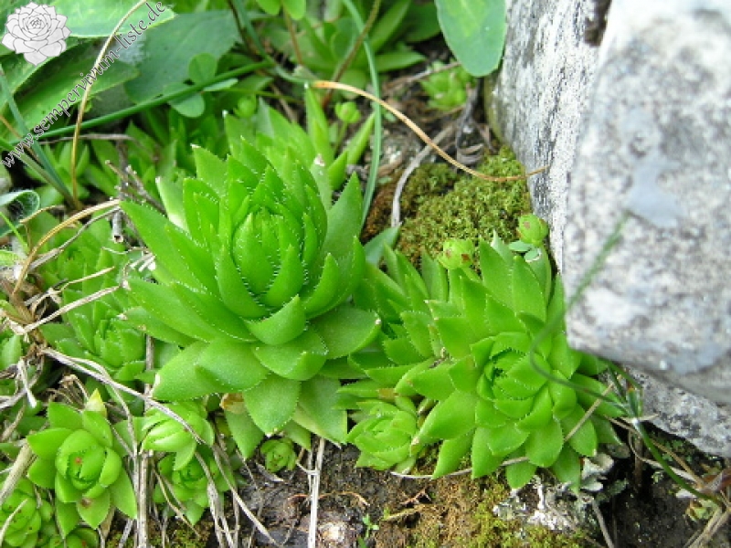 globiferum ssp. hirtum (preissianum) from Vyšné Šiprúňské sedlo