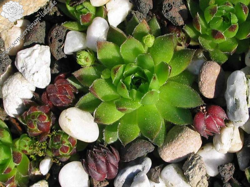 globiferum ssp. hirtum from Nitra