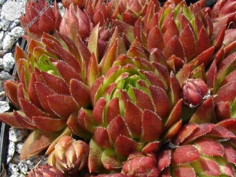 globiferum ssp. hirtum from Pusté sedlo Machnaté Typ A