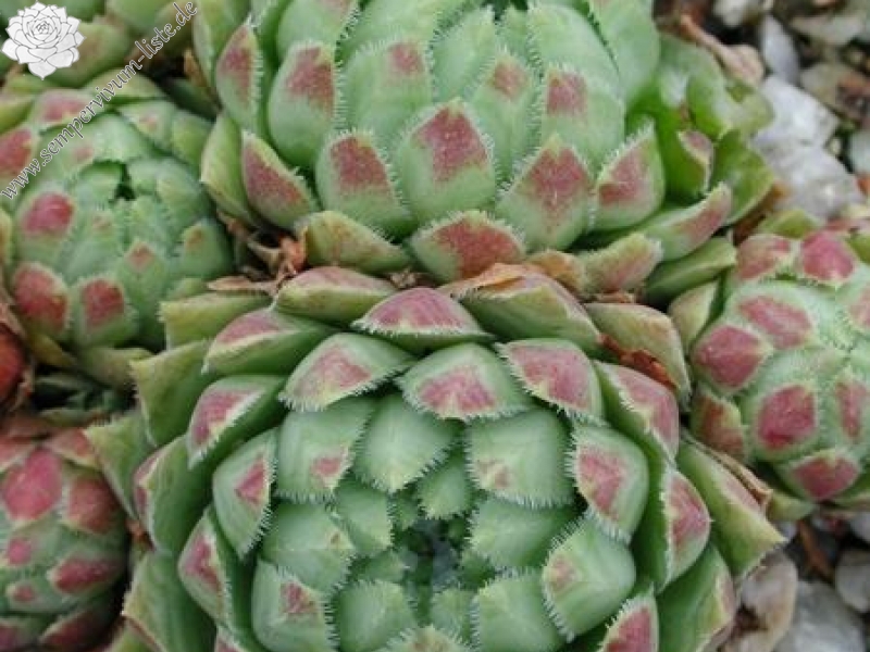 globiferum ssp. hirtum from Budai Mts Typ B HO