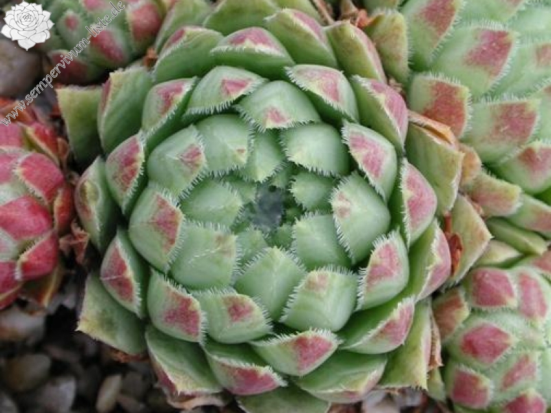 globiferum ssp. hirtum from Budai Mts Typ B HO