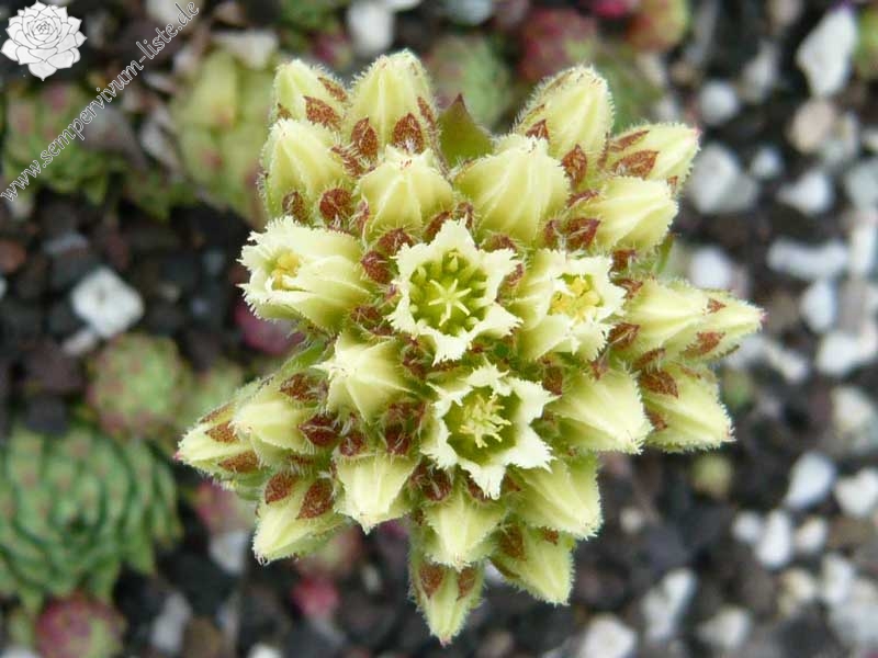 globiferum ssp. hirtum from Budai Mts Typ B HO