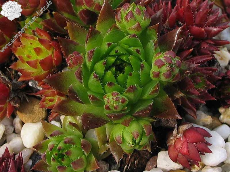 globiferum ssp. hirtum (tatrensis) from Šútovo