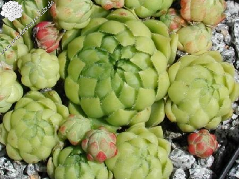 globiferum ssp. hirtum from Lipovec Typ A