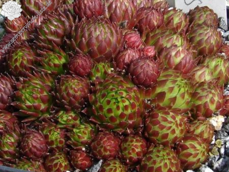 globiferum ssp. arenarium from Anras