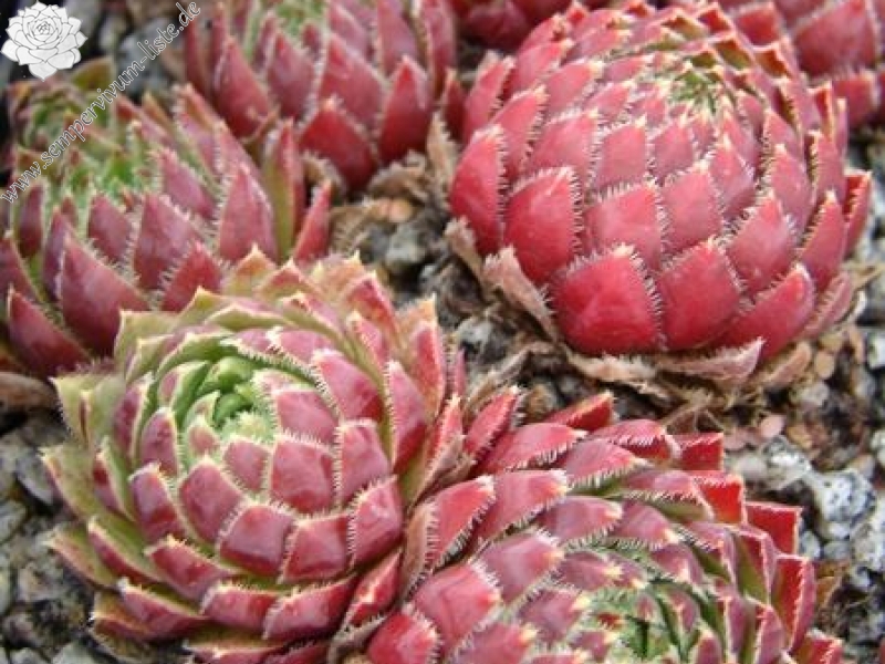 globiferum ssp. hirtum from Lipovec Typ A