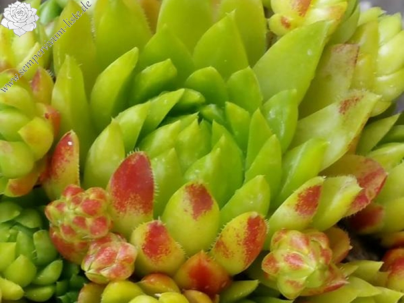 globiferum ssp. hirtum from Muntii Ciucului