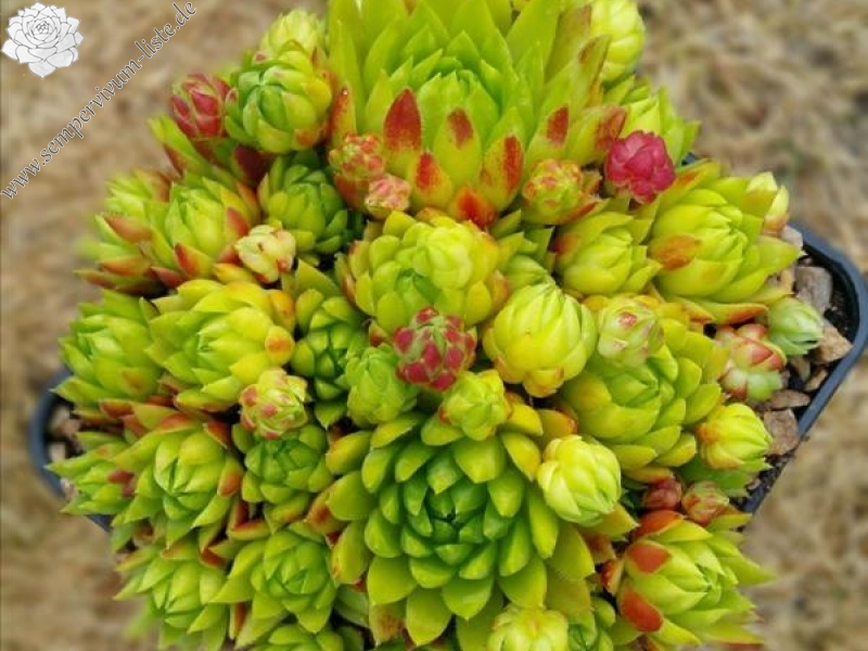 globiferum ssp. hirtum from Muntii Ciucului